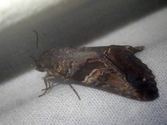 Odontodes pallidifimbria