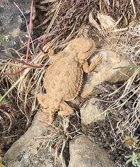 Phrynosoma douglasii