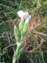 Angiospermae