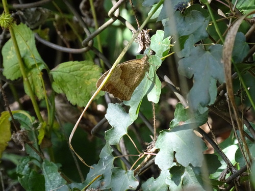 Meadow Brown