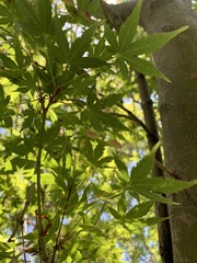 Acer