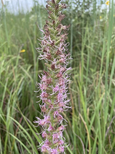 prairie blazing star