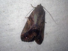 Odontodes pallidifimbria