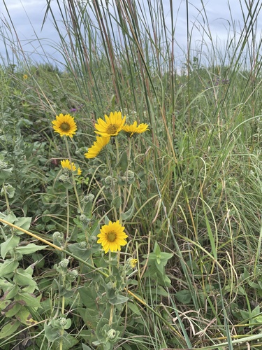 ashy sunflower