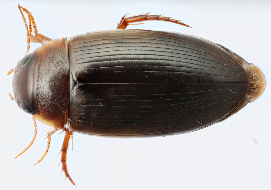 Copelatus distinctus