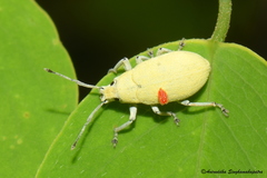 Myllocerina