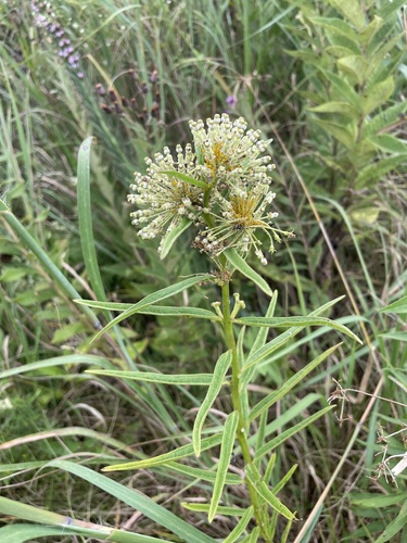 tall green milkweed
