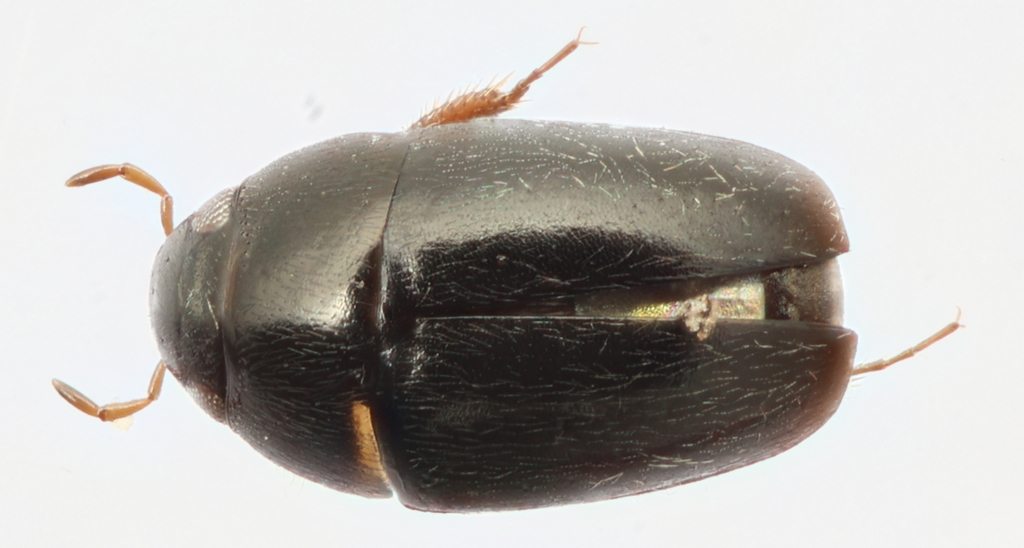 Limnebius sinuatus