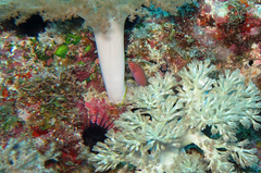 Pseudocheilinus hexataenia