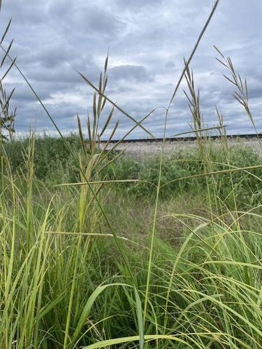 prairie cordgrass