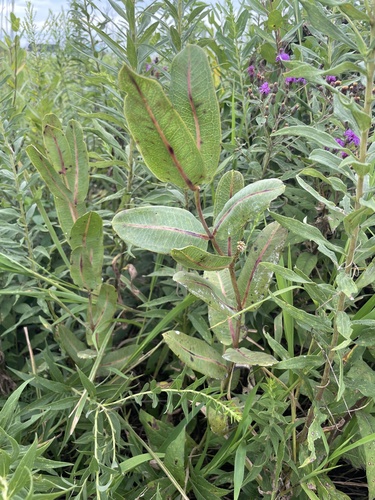 prairie milkweed