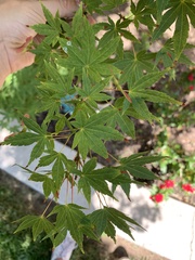 Acer
