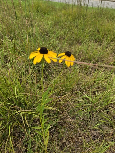 Rudbeckia missouriensis, photograph 3