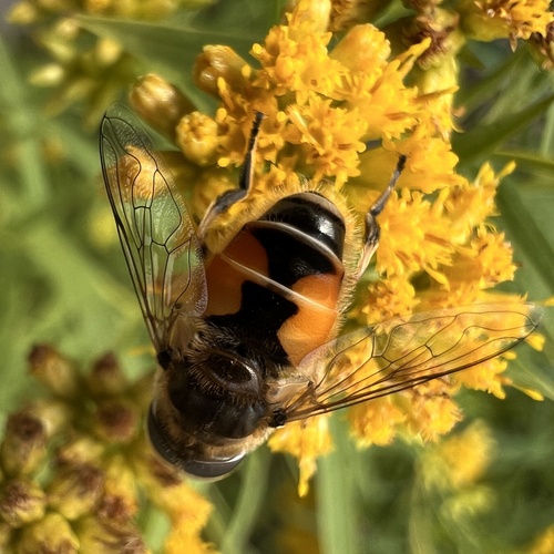 Eurasian Drone Fly
