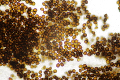 Melanotaenium endogenum