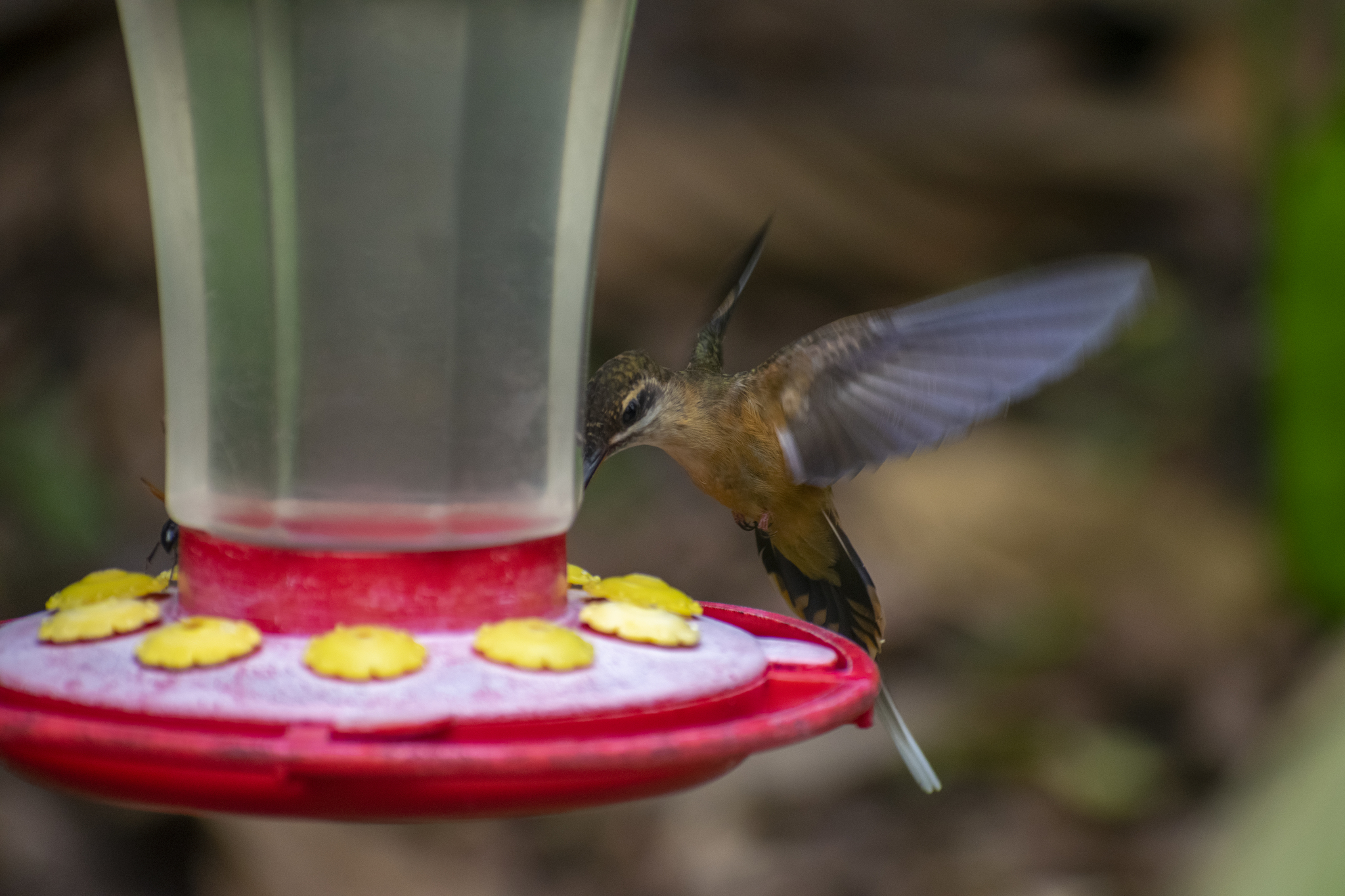 Koepcke's Hermit (Phaethornis koepckeae), photo 5