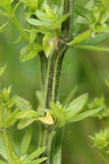 Melanotaenium endogenum