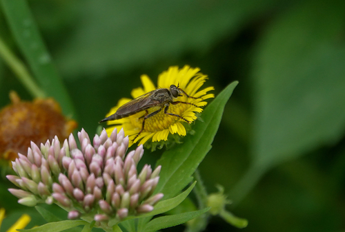 brown heath robberfly, Rozenburg, Nederland, photo 6 of 10