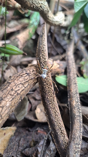 Silver Garden Orbweaver