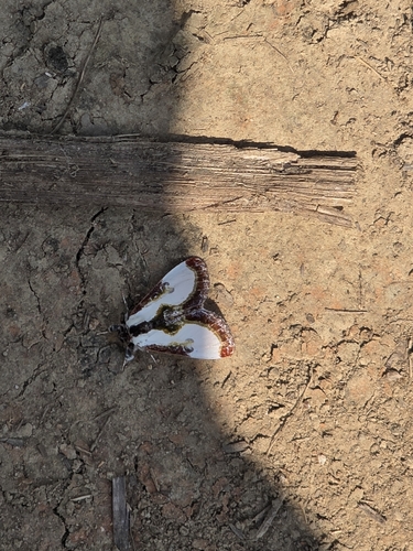 Beautiful Wood-nymph