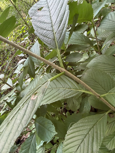 Viburnum sieboldii, photograph 3