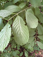 Viburnum sieboldii, photograph (c) betsyyyy, some rights reserved (CC BY)