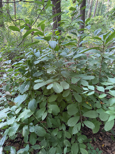 Viburnum sieboldii