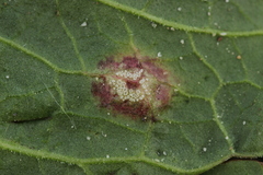 Puccinia phragmitis