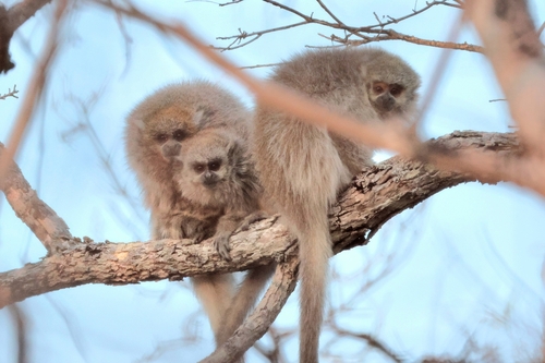 Pale Titi