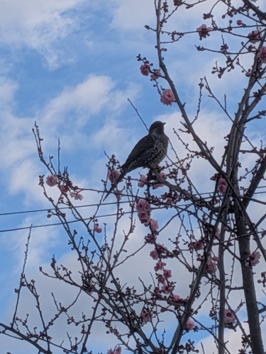 Little Wattlebird