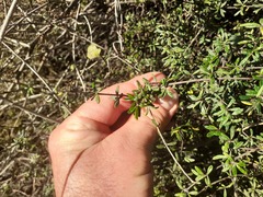 Olearia bullata