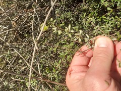 Olearia bullata