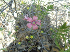 Linum pubescens