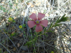 Linum pubescens