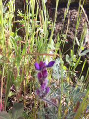 Lupinus concinnus