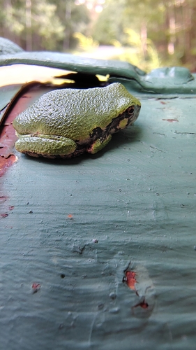 Gray Treefrog