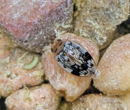 Laccophilus fasciatus
