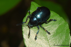 Platycorynus peregrinus