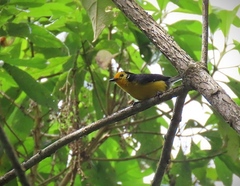 Myioborus ornatus