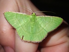 Ornithospila succincta