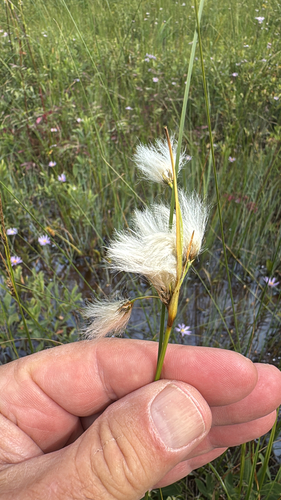 Eriophorum viridicarinatum observed 2026-08-19