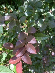 Loropetalum chinense