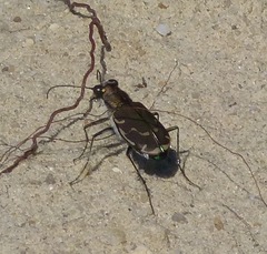 Cicindela repanda repanda