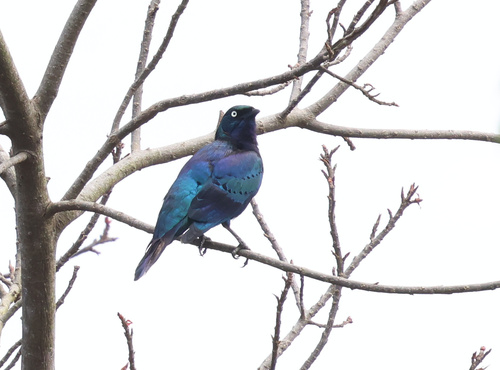 iNaturalist image