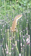 Anolis carolinensis