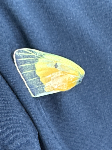 Orange Sulphur