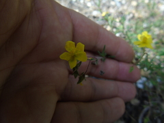 Fumana thymifolia