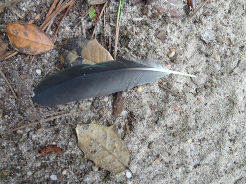 Plume de Héron vert