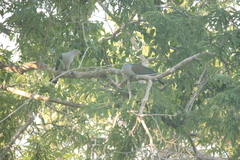 Ducula aenea pusilla