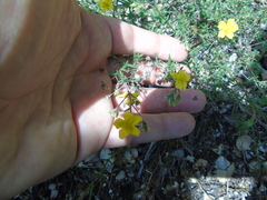 Fumana thymifolia